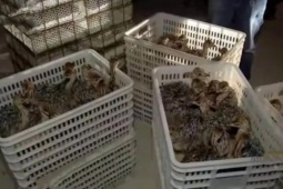 Thị trường - Tiêu dùng - Thành tỉ phú nhờ nuôi loài chim lớn nhất hành tinh