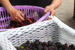 Thị trường - Tiêu dùng - Nông dân Hà Nội thu tiền triệu mỗi ngày từ quả dâu