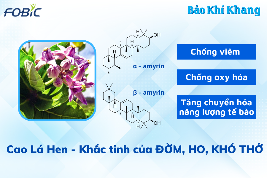 Lá Hen - thảo dược vàng cho người bệnh đàm, ho, khó thở