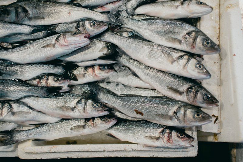 Mách chàng 8 loại cá thơm ngon, tốt nhất để ăn - 3