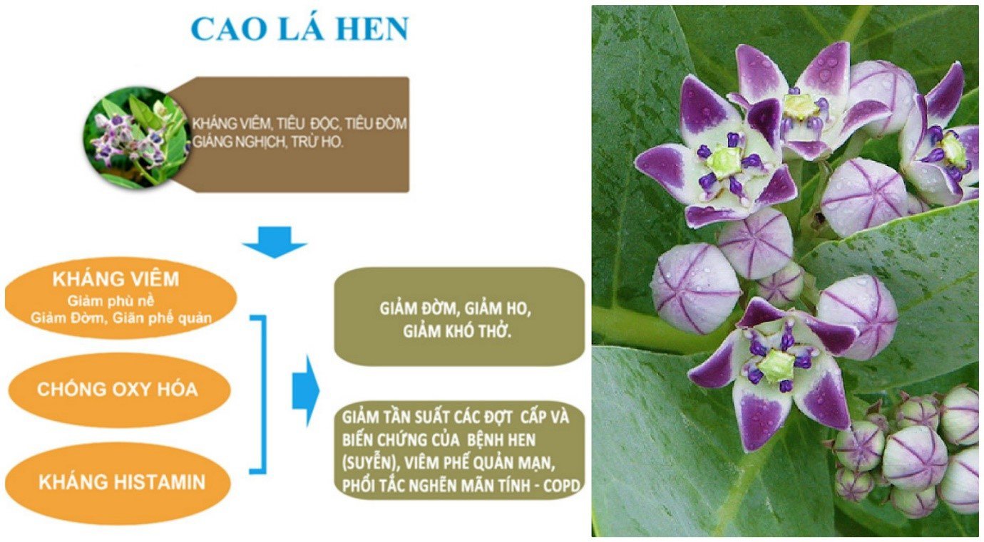 Phát hiện loại thảo dược trồng ở Việt Nam khống chế thành công đờm, ho, khó thở - 1