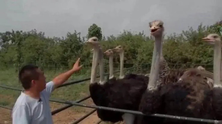 Thành tỉ phú nhờ nuôi loài chim lớn nhất hành tinh - 2
