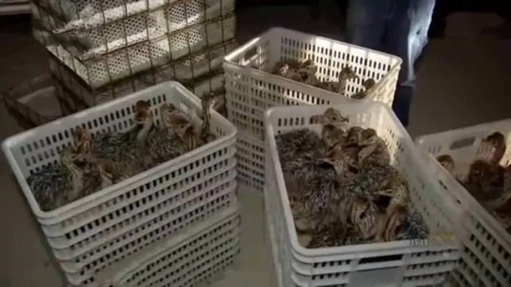 Thành tỉ phú nhờ nuôi loài chim lớn nhất hành tinh - 3