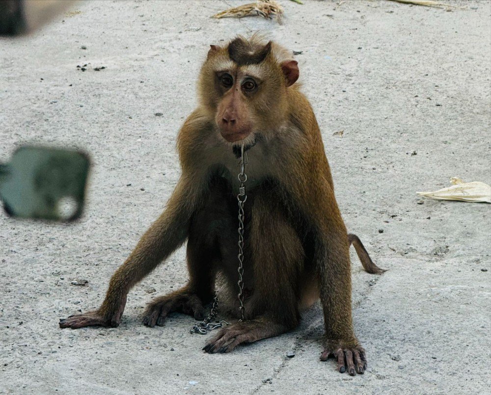 Con khỉ đực xuất hiện ở khu vực KP1, phường Thạnh Lộc tấn công bốn người dân. Ảnh: HT