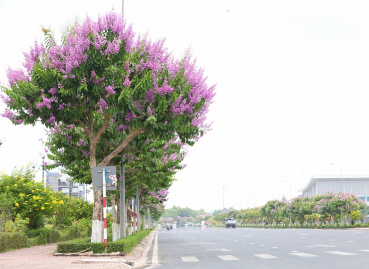 Con đường đẹp nhất Vĩnh Long "gây thương nhớ" - 5
