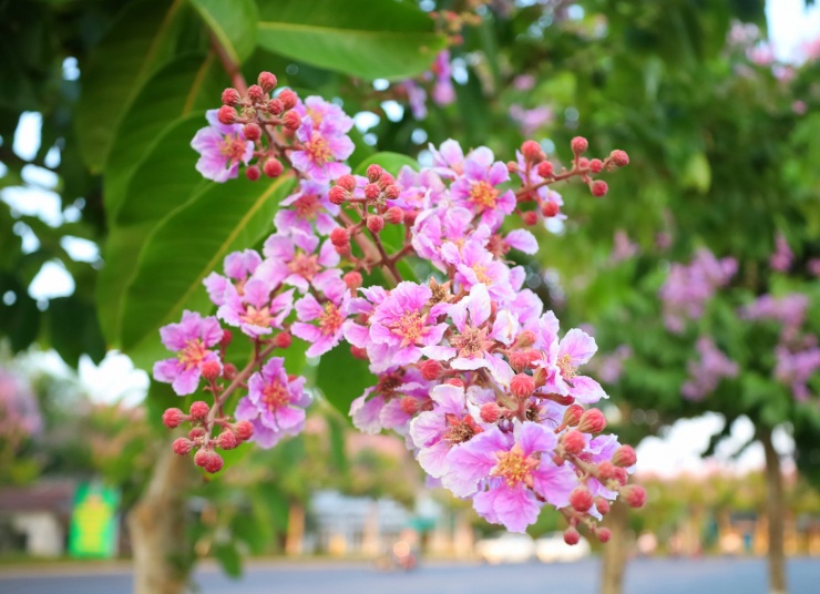 Màu tím bằng lăng rất ngọt ngào