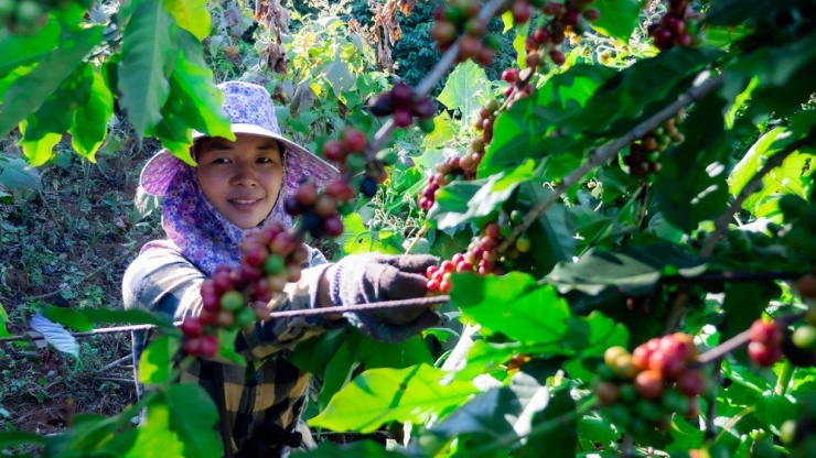 Giá cà phê Việt đang tăng cao kỷ lục.