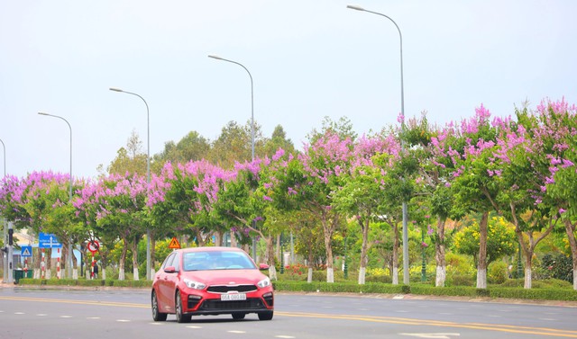 Con đường bằng lăng tím góp phần tô điểm cho TP Vĩnh Long thêm tươi đẹp