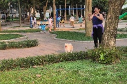 Đội bắt chó thả rông ở Hà Nội: Đem chó về, xử lý ra sao?