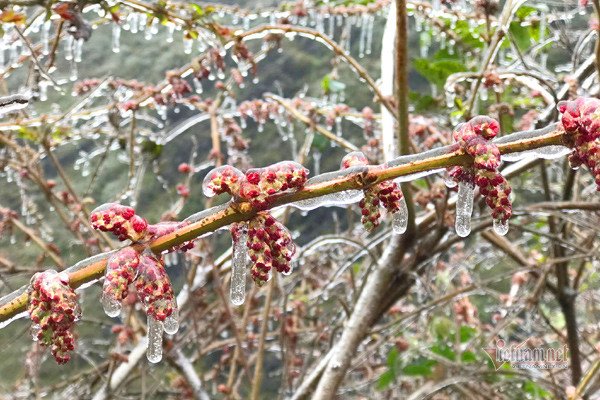 Khoảng giữa tháng 1 miền Bắc khả năng có đợt rét đậm, rét hại và xảy ra băng giá. Ảnh minh họa: Đ.B