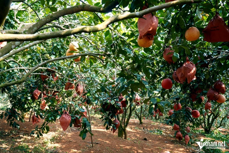 Vườn bưởi nhà ông Thơ được thương lái đến mua cả vườn để bán Tết. Ảnh: Lê Dương