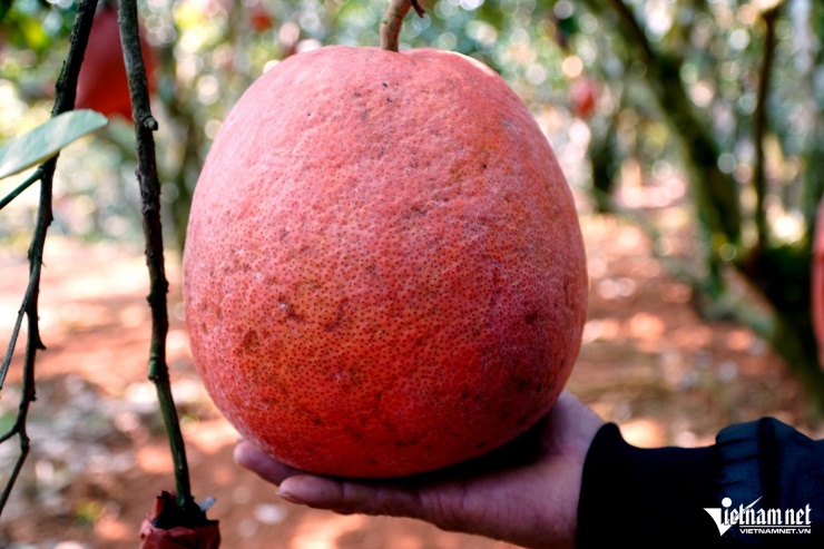 Bưởi có màu đỏ tươi và mùi thơm đặc trưng. Ảnh: Lê Dương