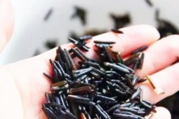 Thị trường - Tiêu dùng - Loại gạo “đại gia” vừa lép vừa đen mà giá tiền triệu/kg