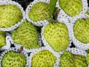 Thị trường - Tiêu dùng - Loại trái cây độc lạ tiền triệu, rớt giá chỉ còn vài chục ngàn đồng