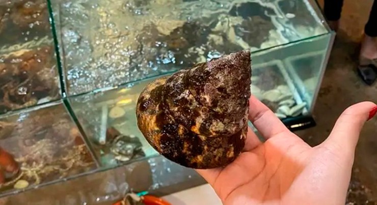 Kích thước của ốc vú nàng thông thường chỉ khoảng 3 ngón tay.
