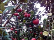 Thị trường - Tiêu dùng - Từng "thất sủng" nay thứ quả này bán tới nửa triệu đồng/quả