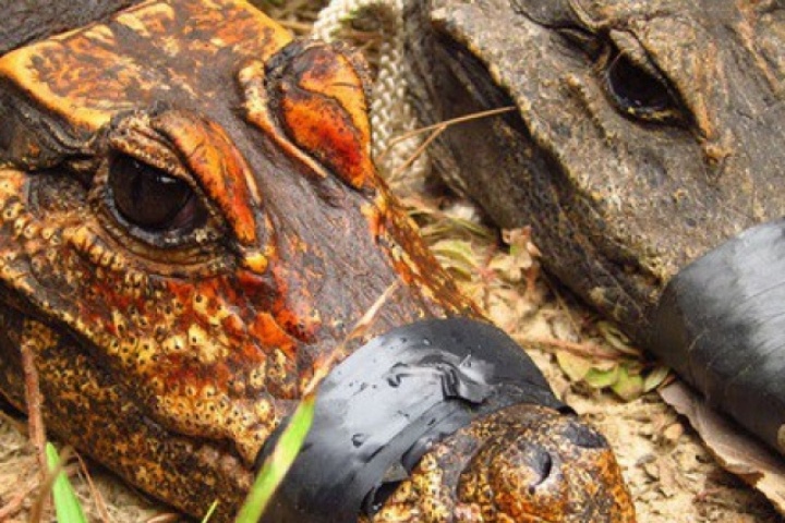 Một sinh vật ở châu Phi đang đột biến thành loài mới