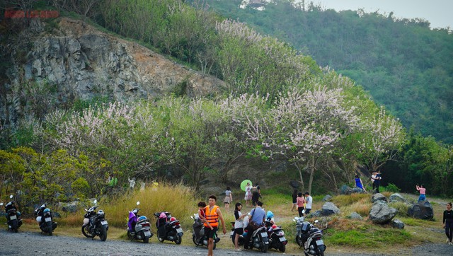 Hơn 1 tuần qua, hàng ngàn du khách khắp nơi đổ về TP Vũng Tàu để chụp hình, check-in và ngắm hoa đỗ mai nở. Năm nay, thời tiết thuận lợi nên đỗ mai nở rộ khắp các ngọn đồi, các con đường ven biển tạo nên bức tranh đầy lãng mạn cho thành phố biển Vũng Tàu.