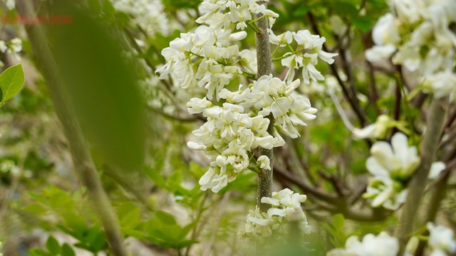 Sở dĩ gọi đỗ mai vì cây có quả giống đậu (đỗ) và ra hoa vào dịp Tết giống hoa mai. Đây là loại cây công trình đẹp có tán lá xanh quanh năm, hoa nở đẹp và có mùi thơm nhẹ nhàng.