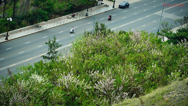 Thời điểm này, hoa đỗ mai còn khoe sắc rực rỡ dọc con đường ngay mũi Nghinh Phong, hay men theo sườn núi Lớn, đỗ mai nở dọc theo con đường Trần Phú.