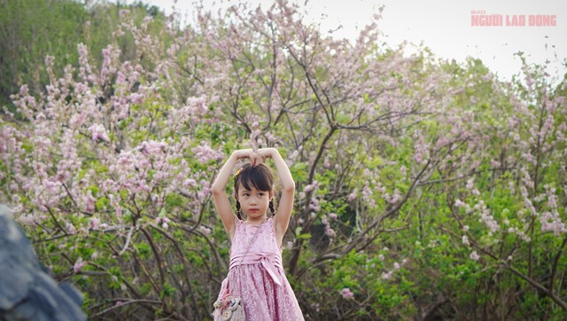 Năm nay, đỗ mai nở rực rỡ vào đầu tháng 1, cùng với tiết trời se lạnh, TP Vũng Tàu tràn ngập trong sắc hoa, đây đang là thời điểm tuyệt vời nhất để về Vũng Tàu ngắm đỗ mai.