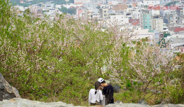 Hàng ngàn cây đỗ mai đang khoe sắc ở TP Vũng Tàu, nhiều người mê đắm - 11