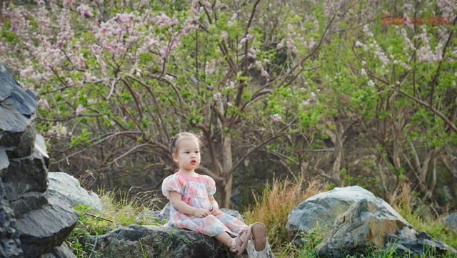 Vẻ đẹp của đỗ mai trong veo, thuần khiến, khiến du khách mê mẩn và không thể bỏ qua nếu có dịp về Vũng Tàu đúng thời điểm hoa nở