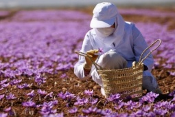 Loại gia vị được ví như "báu vật", giá gần 300 triệu đồng/kg, Việt Nam đã trồng thành công