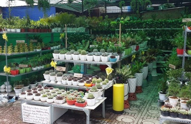 Lợi nhuận từ các mặt hàng cây cảnh mini sẽ chiếm khoảng 30 đến 50% giá trị sản phẩm.