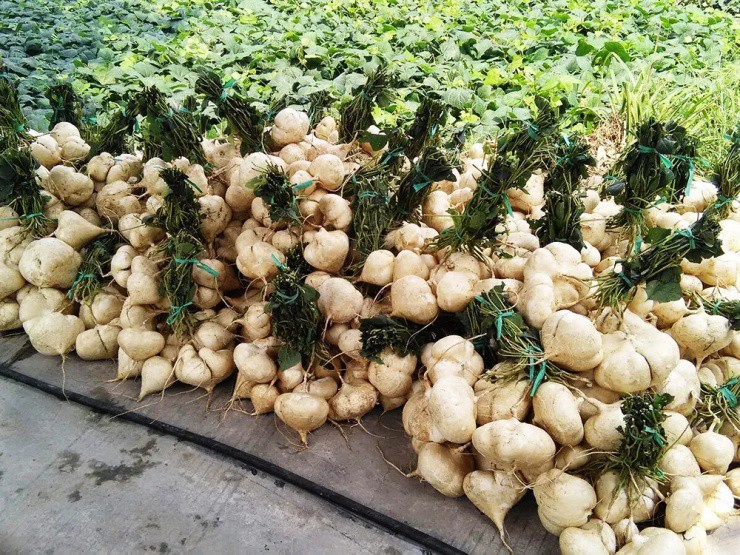 Thứ người Việt hay ăn, giá siêu rẻ, không ngờ lá lẫn hạt đều kịch độc - 1