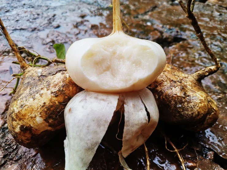 Thứ người Việt hay ăn, giá siêu rẻ, không ngờ lá lẫn hạt đều kịch độc - 2