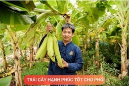 Tin tức sức khỏe - Loại quả được mệnh danh là “trái cây hạnh phúc”, rất giàu dinh dưỡng cho phổi, nhưng thường bị người Việt bỏ qua