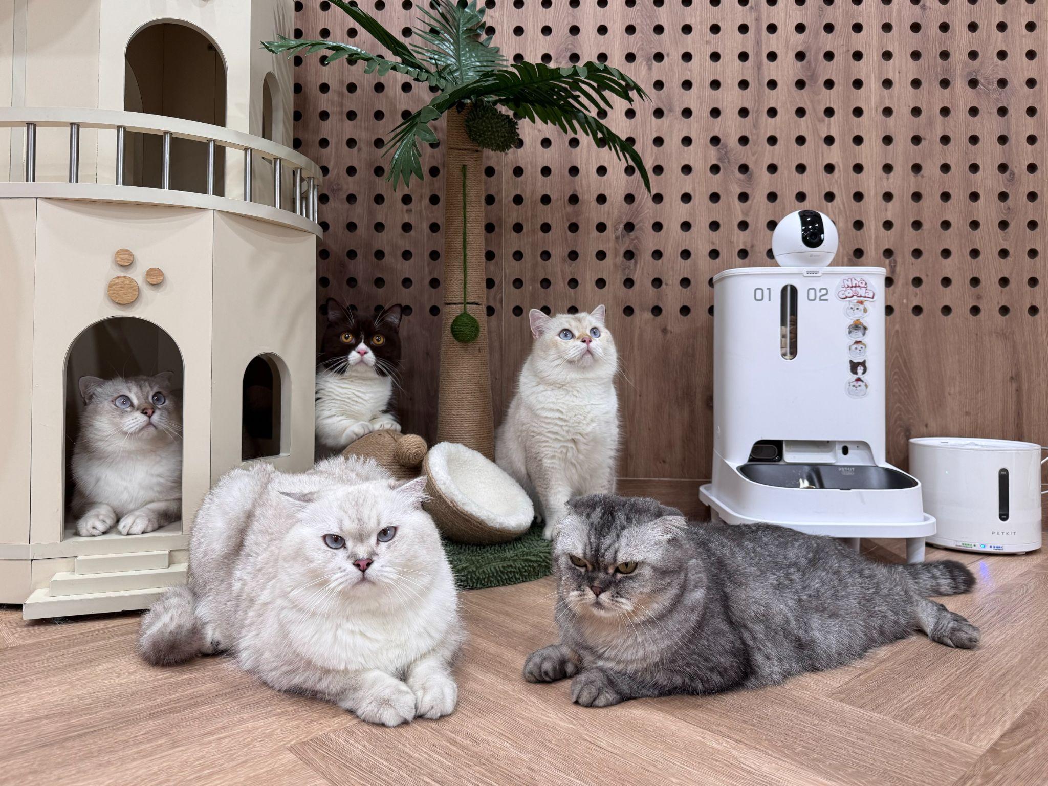 Là một “tín đồ” trung thành của camera EZVIZ, hot TikToker Nhà Cô Na cho biết nhờ camera EZVIZ mà cô vừa yên tâm 5 em mèo cưng an toàn, khỏe mạnh khi vắng nhà, vừa không bỏ lỡ mọi khoảnh khắc độc lạ của mèo cưng.