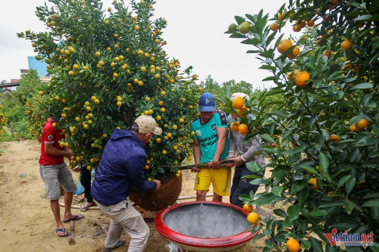 Một số cây quất cổ thụ, quất thế được chủ vườn cho thuê dịp Tết với giá 3-10 triệu đồng. Trước khi bàn giao cho khách, quất được thay chậu mới.