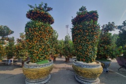 Ngắm đào cổ thụ, quất lục bình “khoe dáng” giữa phố, giá hàng chục triệu đồng một cây