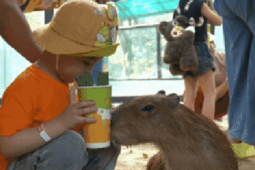 Ăn - chơi - VIDEO: "Nựng" capybara ngoài đời thật tại Thảo Cầm Viên