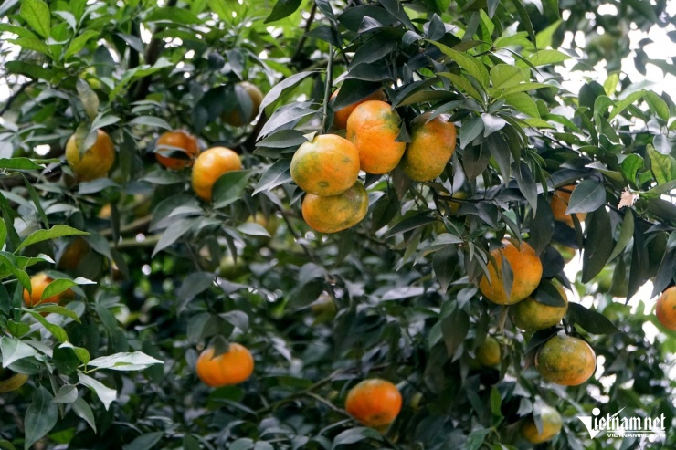 Vườn cam canh của gia đình bà Sanh trĩu quả. Ảnh: Lê Dương