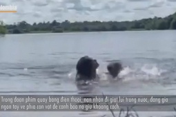 Kinh hoàng hình ảnh chuột khổng lồ tấn công người phụ nữ đang bơi