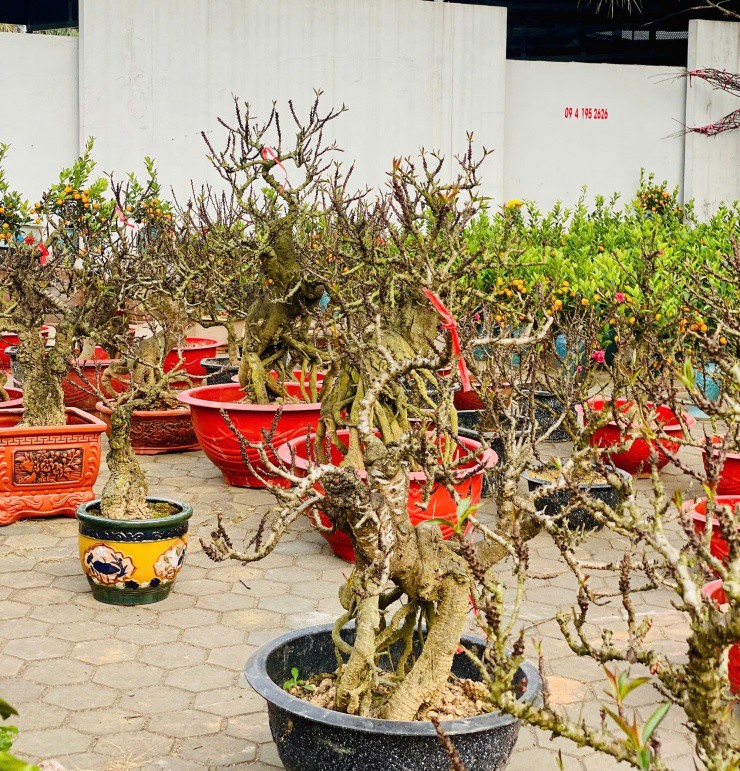 Những gốc đào có hình dáng độc lạ, không lẫn
với bất kì loại đào nào.