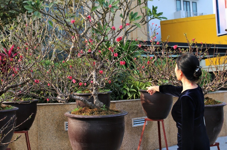 Những gốc đào Thất Thốn có tuổi đời lâu năm,
mang vẻ đẹp riêng biệt đã xuống phố đón Tết.