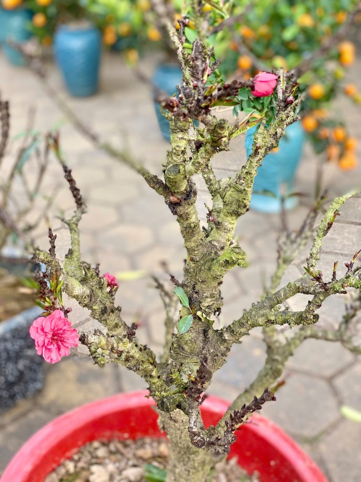 Những bông hoa đào bung nở tròn, căng, nhiều
cánh,...