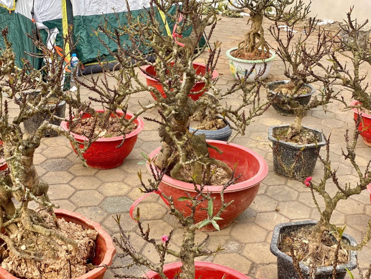 Giá mỗi cây đào Thất Thốn dao động từ 1 triệu
cho đến vài chục triệu, tùy vào kích thước, hình dáng cây.