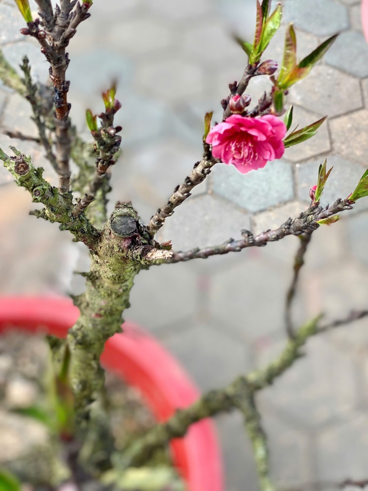 Những cây đào Thất Thốn cổ, hoa nở đỏ thắm với
nhiều thế lạ được các nhà vườn bày bán, phục vụ nhu cầu sắm Tết của
người dân.