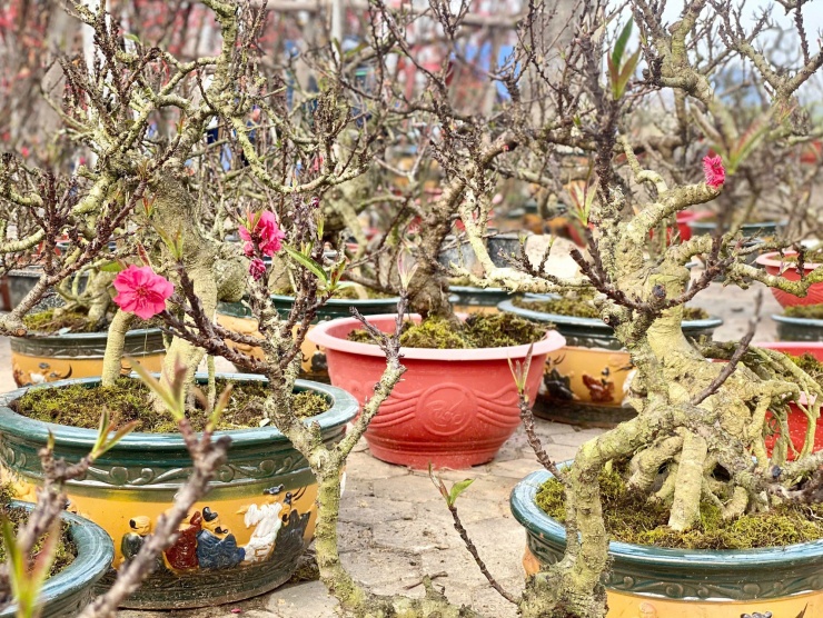 Đào Thất Thốn hay còn gọi là đào tiến vua.