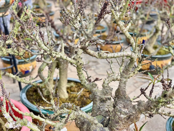 Các gốc đào chủ yếu được chủ vườn cho thuê
chơi Tết.