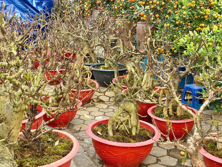 Đào Thất Thốn được đưa vào trồng phổ biến tại
Mộc Châu, Sơn La, Lào Cai,... để phục vụ thị trường cây cảnh Tết và
được khách yêu thích.