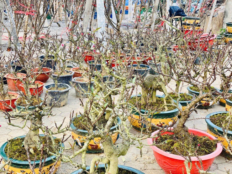 Đào Thất thốn có quy trình trồng và chăm sóc
vô cùng đặc biệt nên số lượng không nhiều, giá trị vì thế rất
cao.