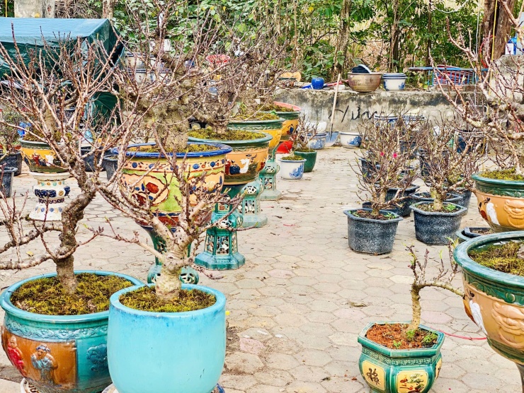 Những gốc đào Thất Thốn mini được nhiều người
thích thú bởi hình dáng vừa mắt, giá cả hợp lý.