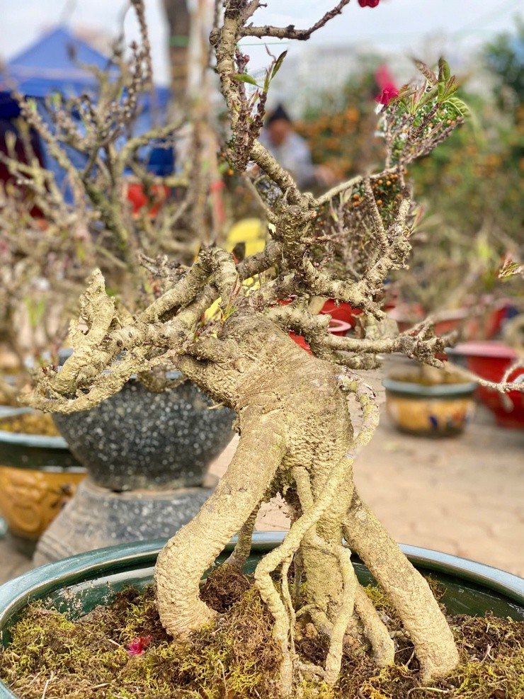 Những năm gần đây, đào Thất Thốn là một trong
những loại cây được rất nhiều người dân quan tâm, ưa thích.