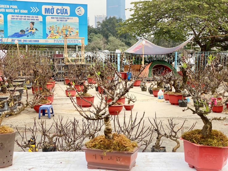 Đào Thất Thốn là giống ưa lạnh nên đến gần Tết
các nhà vườn mới đưa về Hà Nội, nơi đây có khí hậu ấm hơn để hoa nở
trúng dịp Tết.